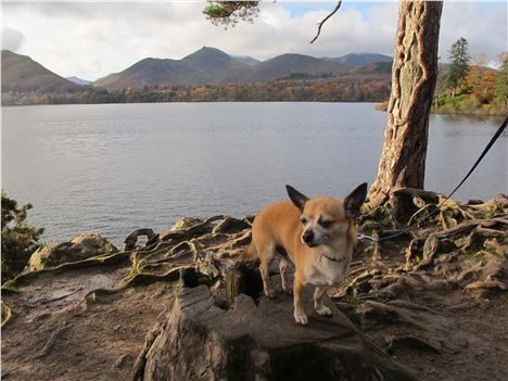 Captain Smidge At Friar's Crag