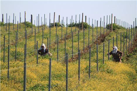 Portuguese pickers modelling next year's head 'thing'