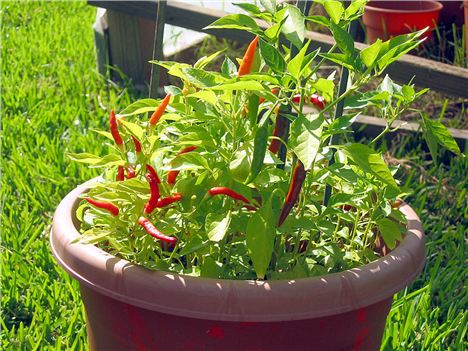 Piri-Piri Peppers In Their Pot