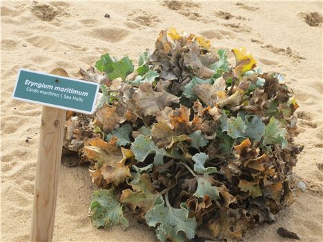 Sea Holly In The Guincho Dunes Nature Reserve