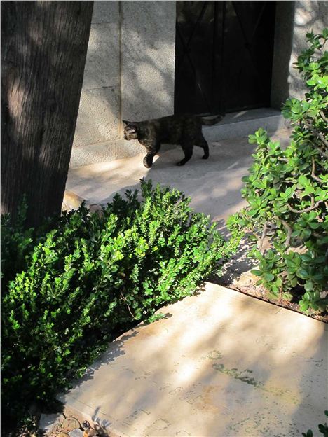 Cemetery Cat By Robert Graves's Tombstone