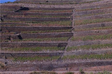 Portugal's wine terraces