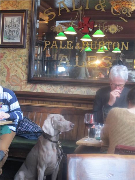 Weimaraner Stays Cool In The Anglesea Arms