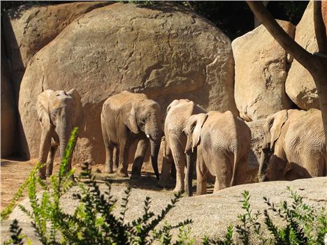 Elephant Habitat At Bioparc