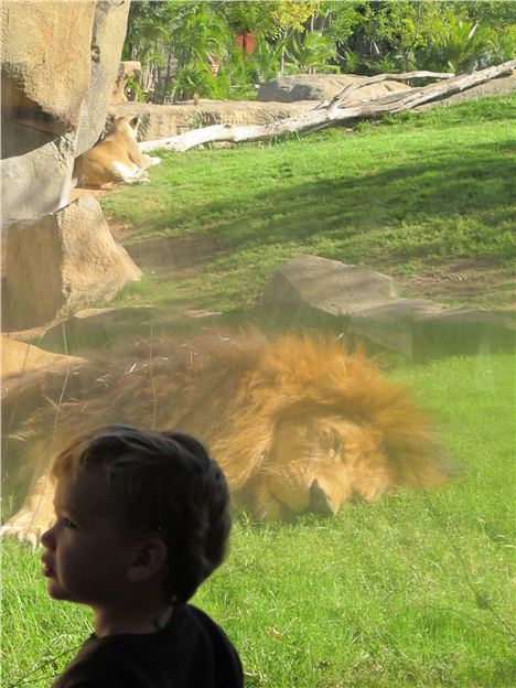 Bioparc %26#8211%3B Child With Slumbering Lion