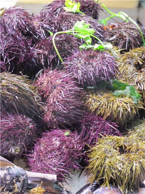 Sea Urchins, Central Market