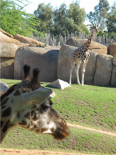 Giraffes Bioparc