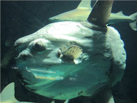 An Ugly Fish At El Oceanografic