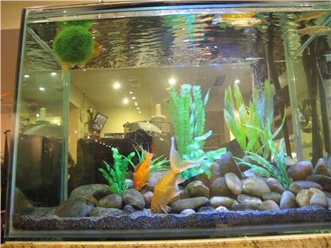 Yakisoba fish tank