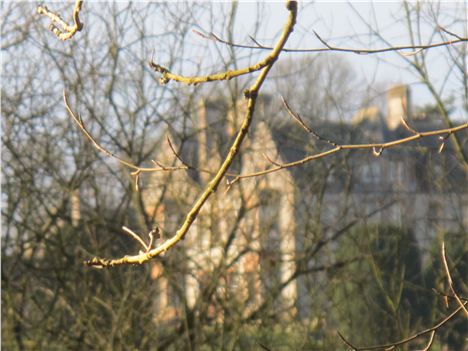 Castle Leslie From The Woods