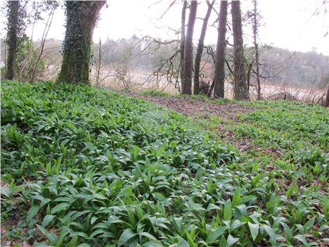 The Wild Garlic Is Out Early