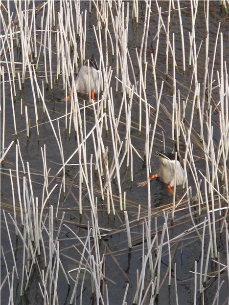 Up Tails All %26#8211%3B Ducks In Lough Ree