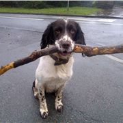 Bill The Spaniel