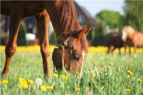 A hungry hoss - didn't have a picture on file of you Hoss