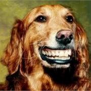 Suarez's dog