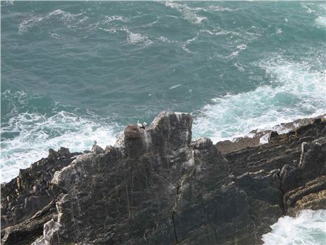 Wild Coast With Storks