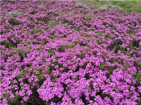 Clifftop Flower Show