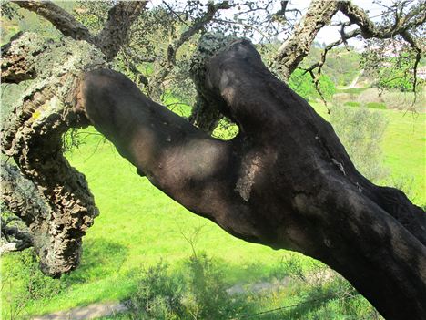 Stripped Cork Tree