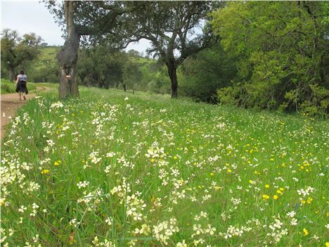 Meadows Along The Historic Route