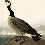 Audubon-Canadagoose