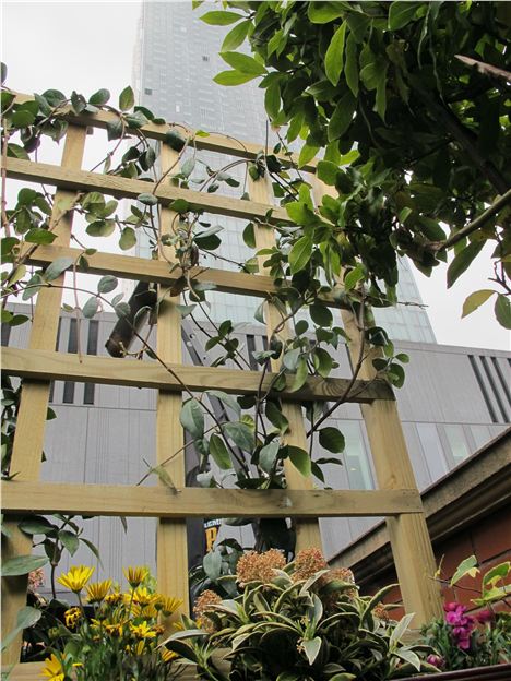 Flowers and Beetham on the roof terrace