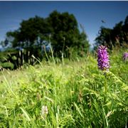 Orchid In A Field