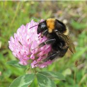 Short-Haired Bumble Bee