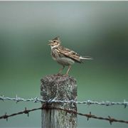 Skylark