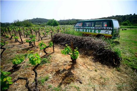 Kriket Among The Vineyards