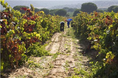 Harvesting At Abadia Retuerta