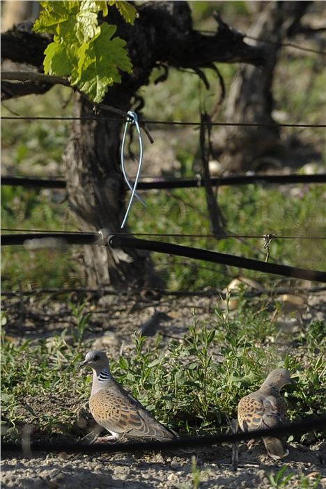 Tórtolas %28Turtle Doves%29 Among The Vines%29