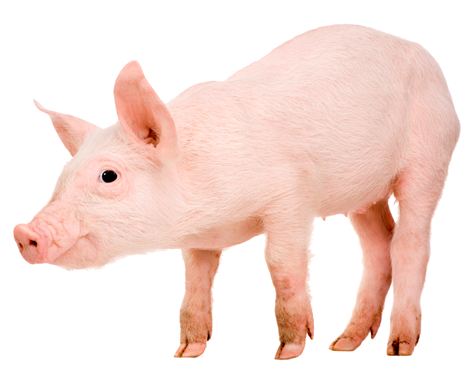 A pink pig