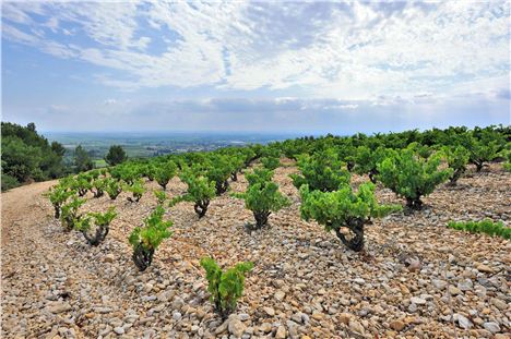 Cairanne Rhone vineyard