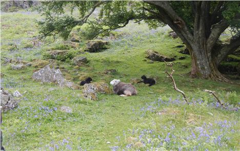 Flower Power . . . Local Herdwicks With Rannerdale Bluebells