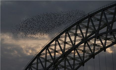 Starlings Over The Runcorn Brodge