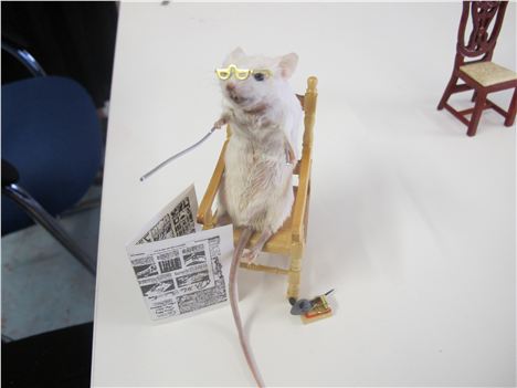 Geriatric mouse