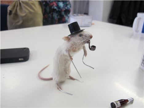 Dapper mouse