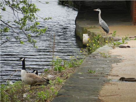 Birds having a standing straight contest, the heron won