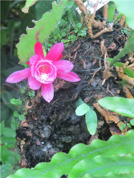 Botanic Gardens Pink