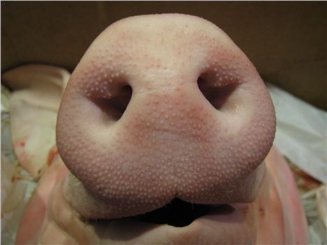 Snout to look at here