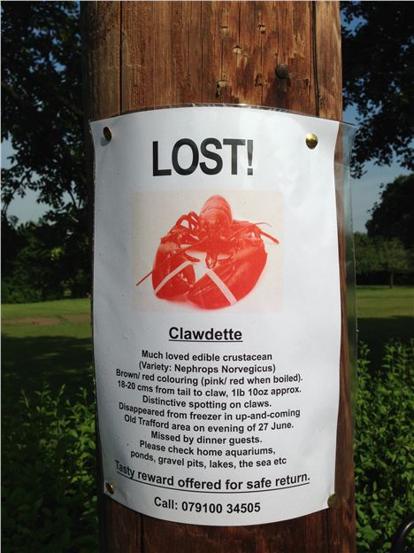 Clawdette the missing lobster