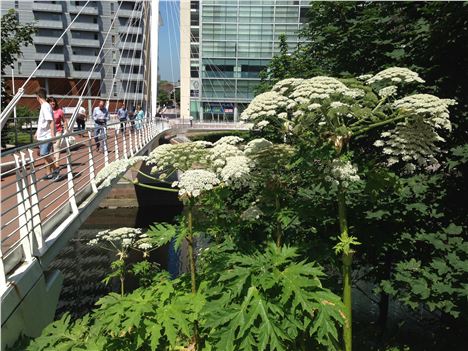 Giant Hogweed -