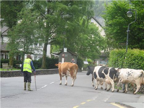 Cow Rush Hour, Grasmere