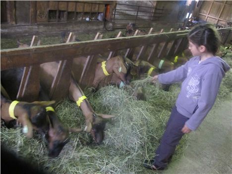 Feedin The Goats At Chardon Blancs