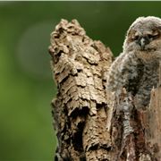 Juvenille Tawny Owl - Credit Andy Hay %28Rspb-Images.Com%29