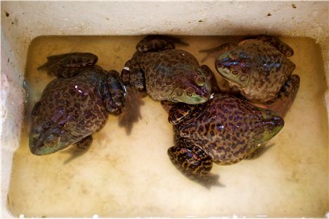 Frogs For Sale In The Market