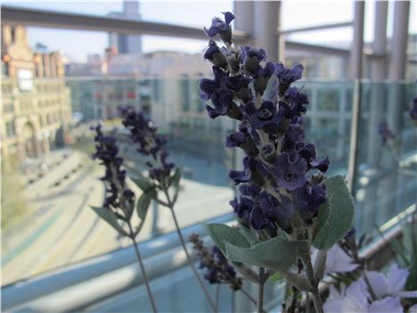 Pretty flowers in Aubaine soon to be San Carlo