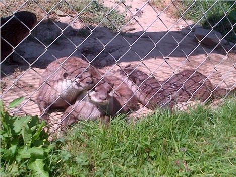 Otters