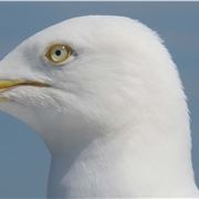 Gull, Padstow