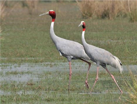 Not these cranes